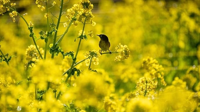 早春のさえずり。