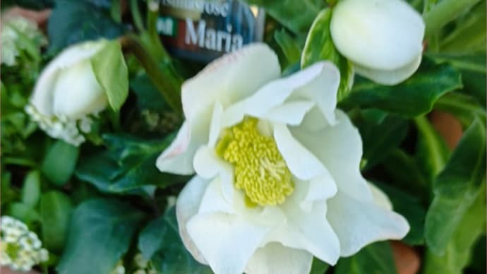クリローと薔薇とドールと仕事
