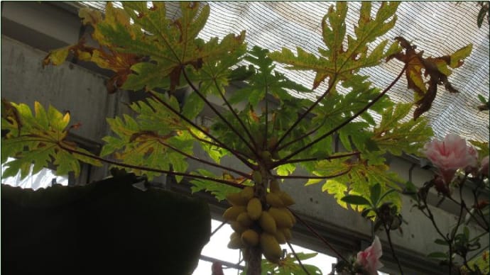 ぐんまフラワーパーク(レモンの花)など