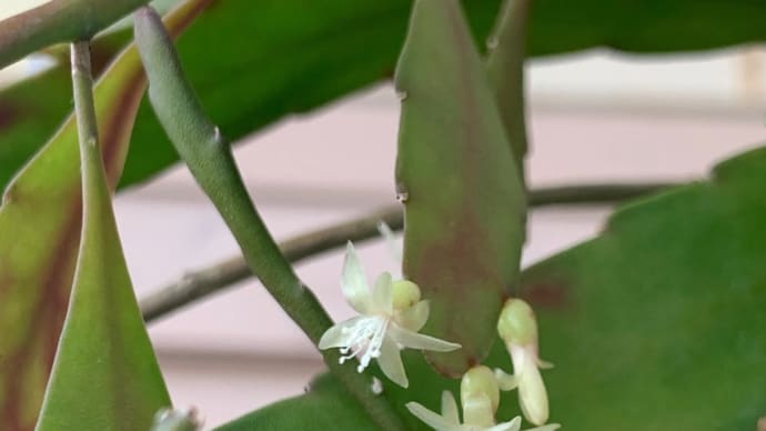 花と実。
