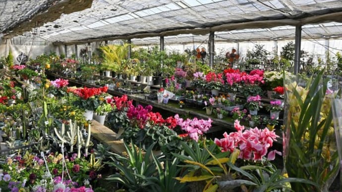 「何時もの花屋さん」にて(2の1)