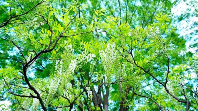 藤とハンカチノキの花（赤塚植物園 2023.4.16撮影）
