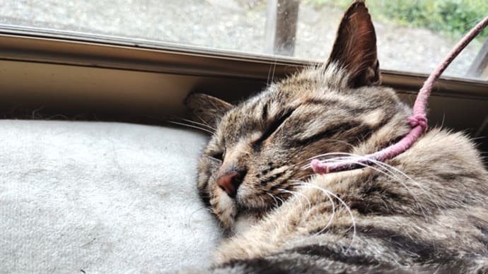 窓辺の猫。