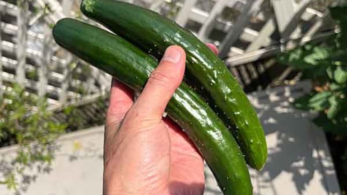 今朝もキュウリ収穫!