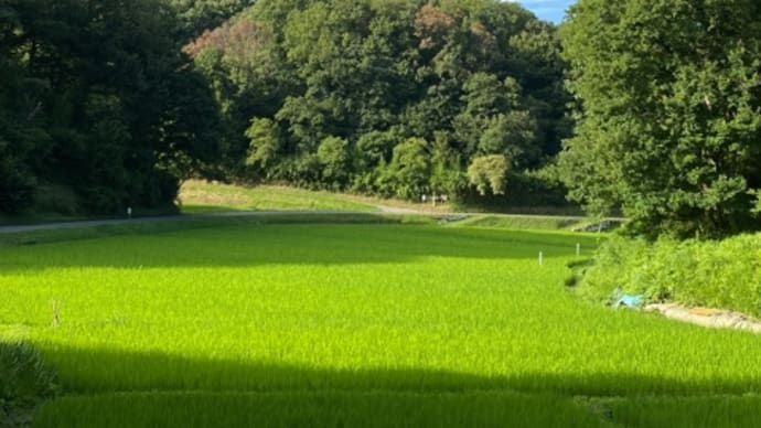 夏真っ盛り☀️