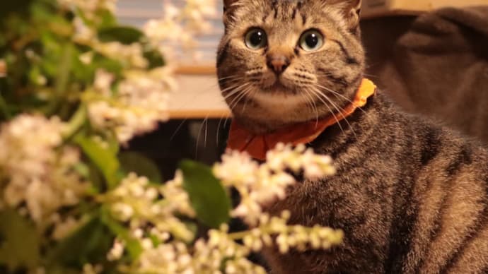 凛ちゃんはやっぱりお花が好き!
