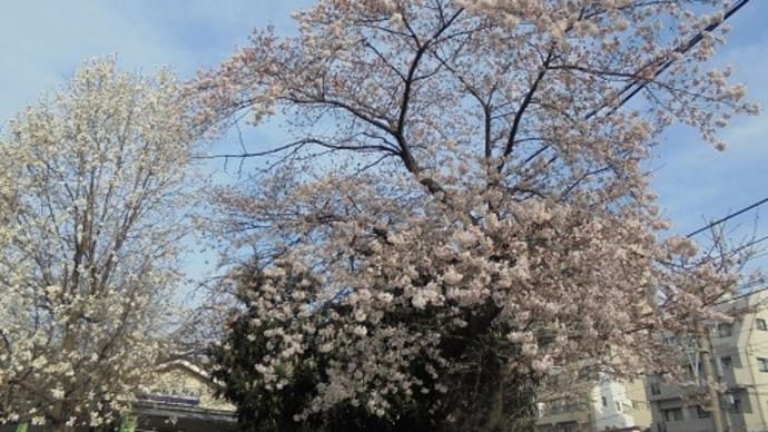 朝飯前の桜散歩