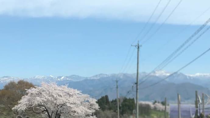 とことん桜