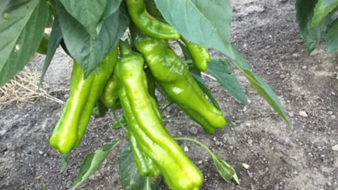 「家庭菜園教えて…」と野菜高騰すれば…㊗️会員制ですが…【こだわりの野菜】は…(笑)