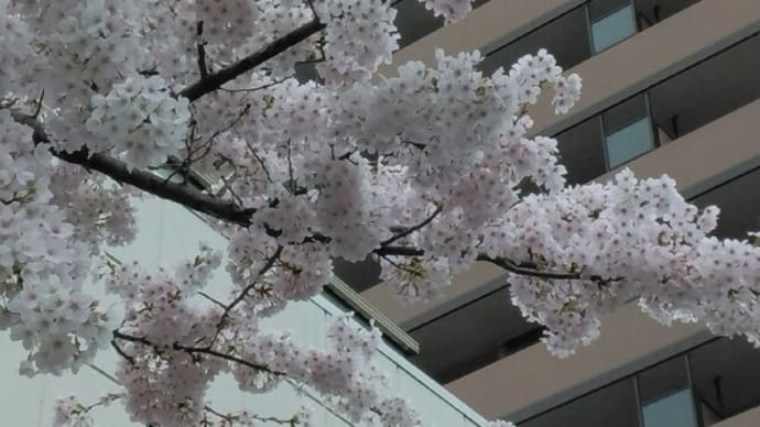 姉弟揃って親孝行(した気分)の土曜日
