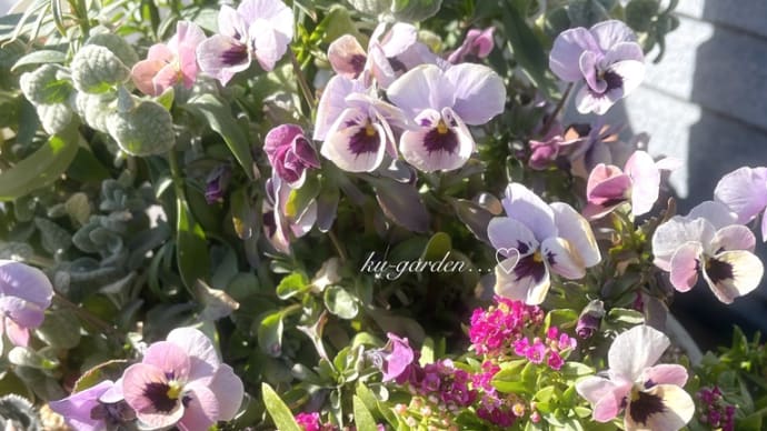 いつの間にか乱れた寄せ植え