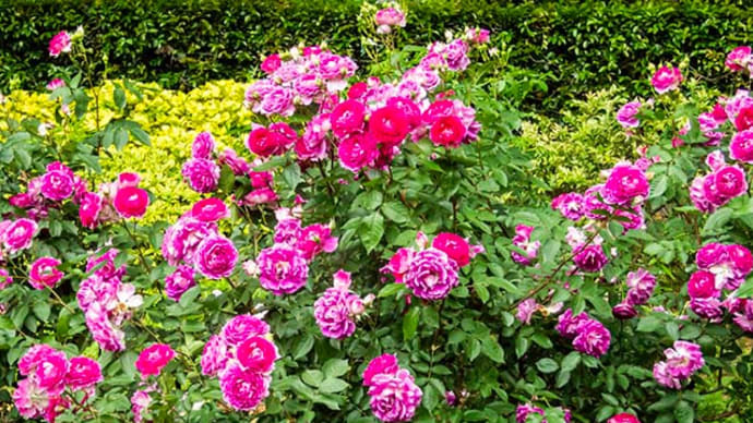 バラの花 10種