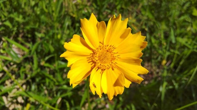 オオキンケイギク：黄色のコスモスに似た花を
