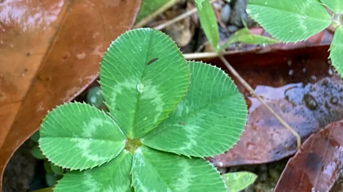 24/7/1 散歩🍀