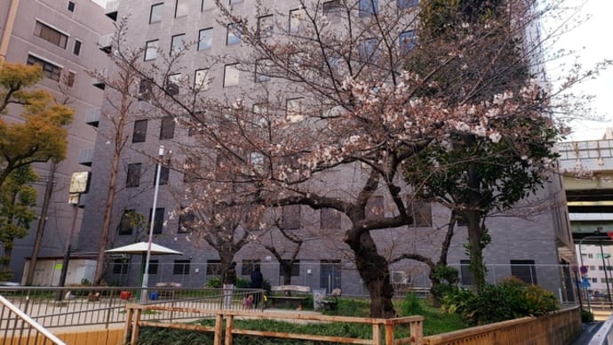 〔新型コロナウイルス〕大阪都構想実現の為に、正しい大阪府民はお花見を自粛しましょう!
