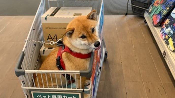 カートで静かにおすわり♪柴犬ひのき