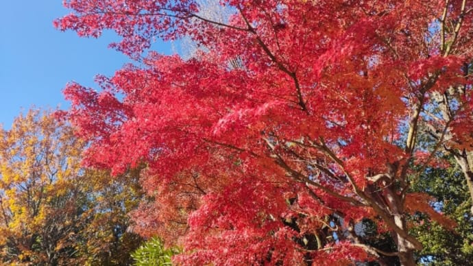 2024.12.6 駅へ向かう朝 駅近くの公園の真っ赤な秋🍁 太陽の光をあびて美しい~