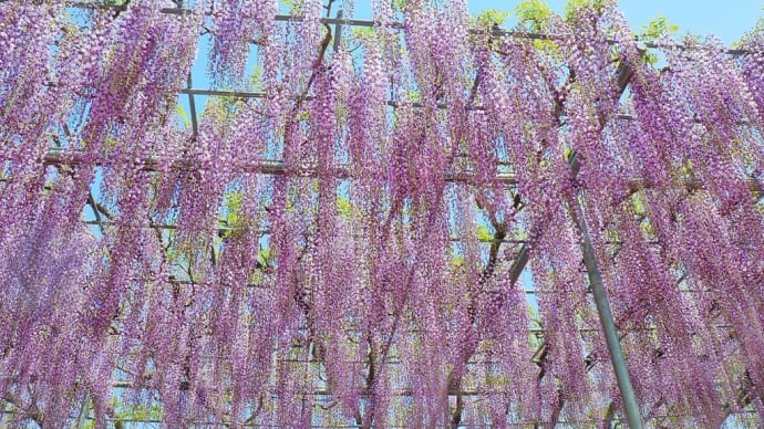 降り注ぐ藤の花の下で…1