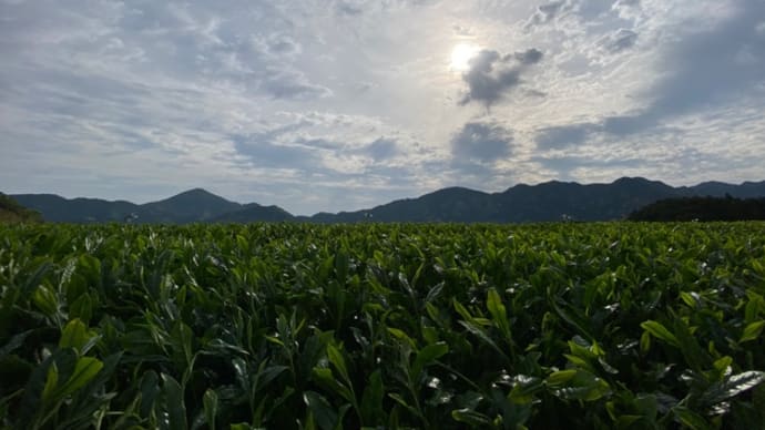 順調に🌱