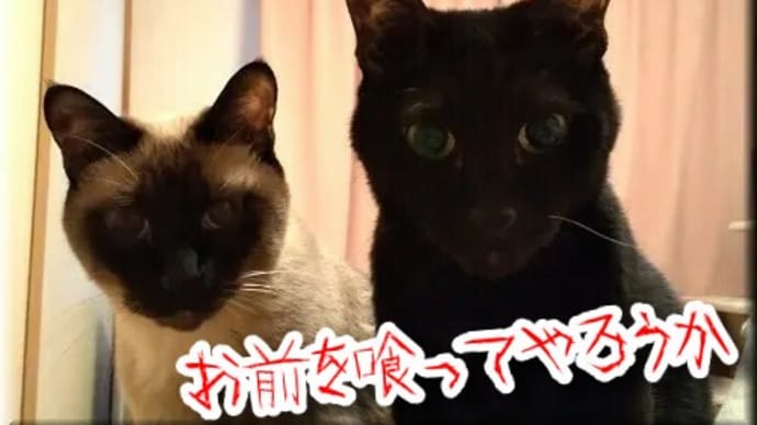 4ペロ目の飛びすさり