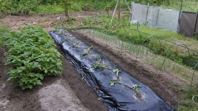 2024年度　家庭菜園　サツマイモ苗の植付