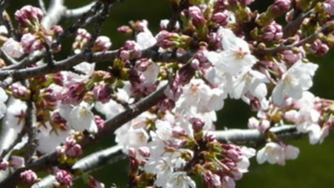2009/04/06（月）：松本城桜開花！
