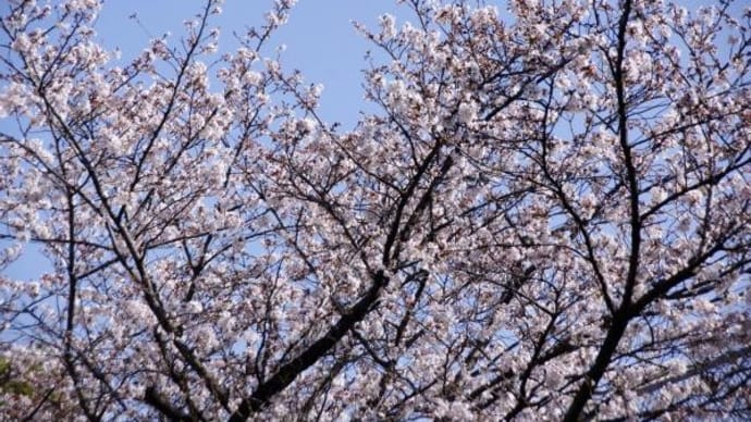 2023年 3月22日(水)の「尾久の原公園」(1)
