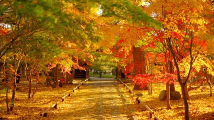 11/28~ まるで都心の京都「九品仏浄真寺」&都内を彩る紅葉スポットめぐりバスツアー