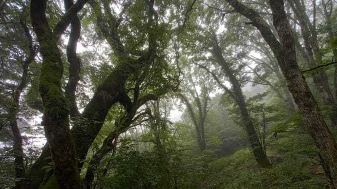 剣山・キレンゲショウマ咲く