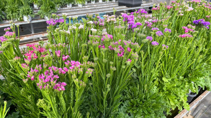 春花出荷ちゅうー(o^^o)です♪