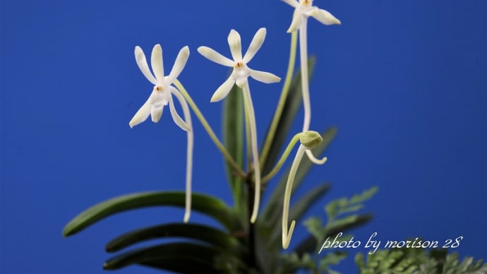 フウラン「山採り(土佐)」の花(過去の画像倉庫から)