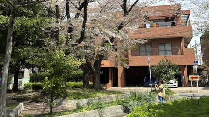 溝口緑地の桜 2024年春