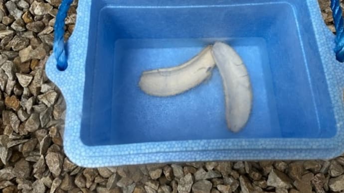 余った液体窒素で凍らせてみた
