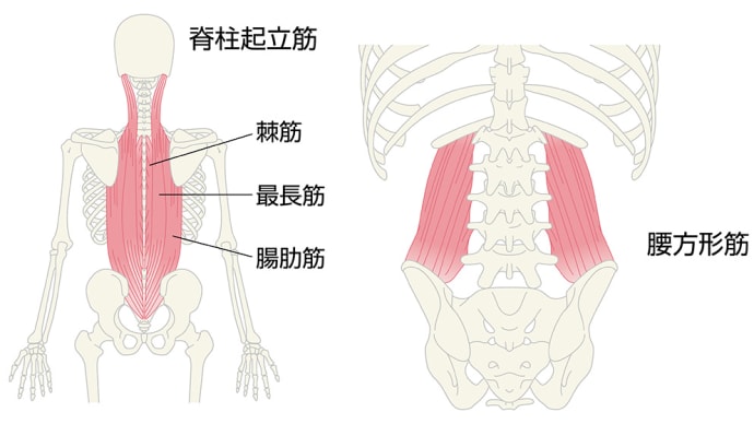 腰痛その2:一次的な腰痛