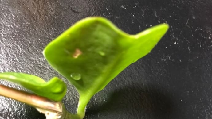 おかわかめ 発芽