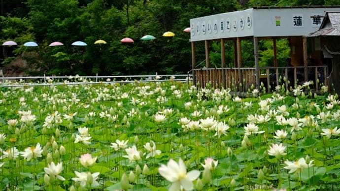 日本最北のハス池　１