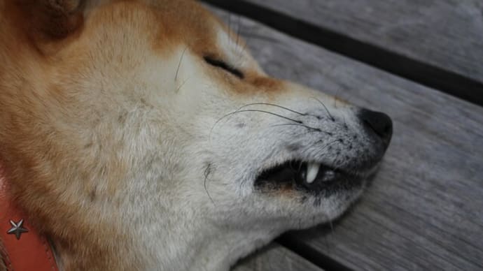 柴犬こむぎ　寝ながら牙をむく！？