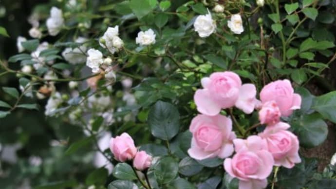 雨上がりの庭の花