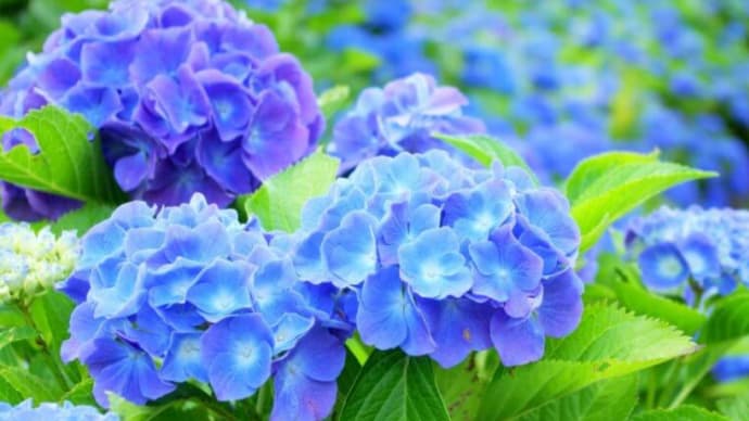 gooブログのテンプレートを17年振りにリニューアル★俺にもできた(^^)