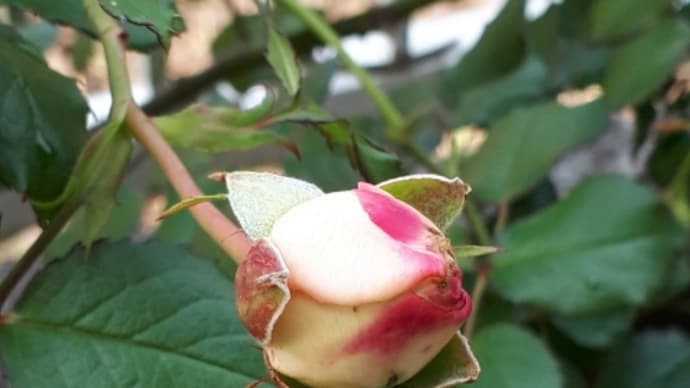 薔薇あと少し('_'?)