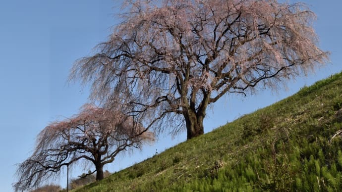 さくら写ん歩・・・松井田バイパスの二本枝垂れ桜