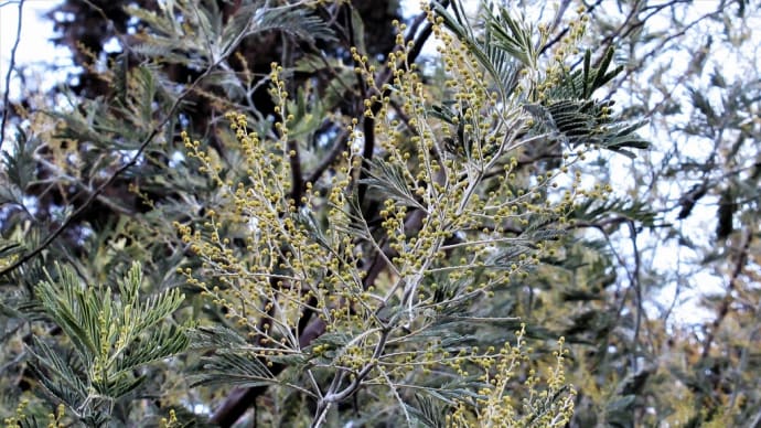 登山道中ほどに数本植わっているミモザ、ツボミが膨らみ始めています ・・・