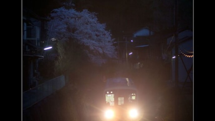 金曜日の夜桜