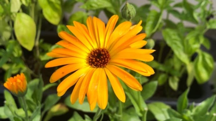 バルコニーのお花たち