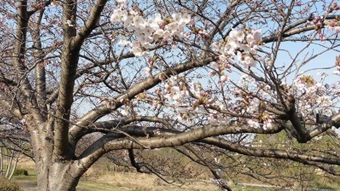 市川右岸 の 桜並木2017