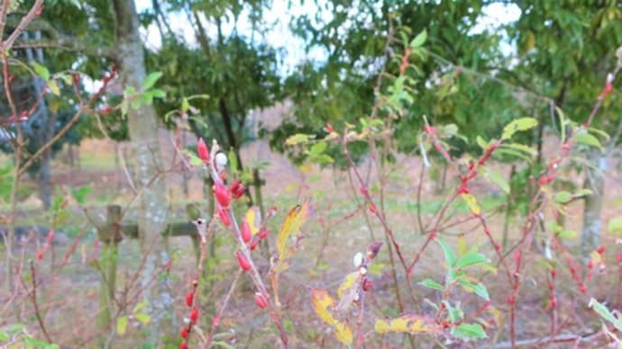 冬の植物