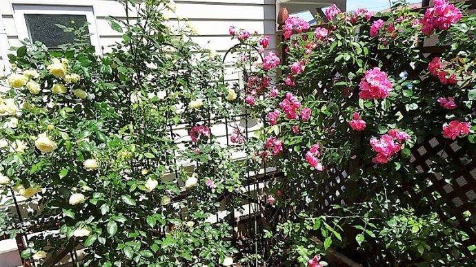 おうち "Rose Cafe" がオープン メニュー追加
