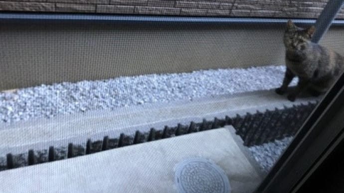 おはようニャン