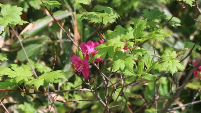 栂池自然園の花 6月16日 その1