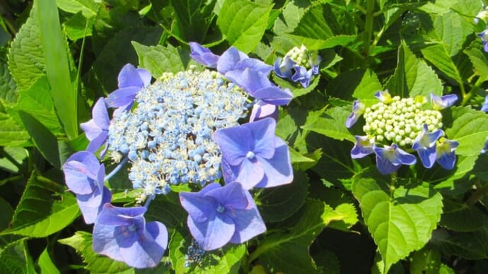 暑い季節には青や紫の花